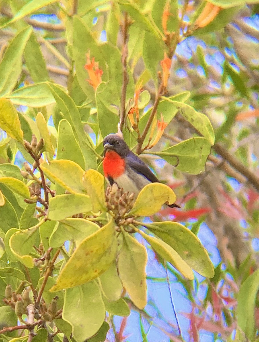 Mistletoebird - ML606492611