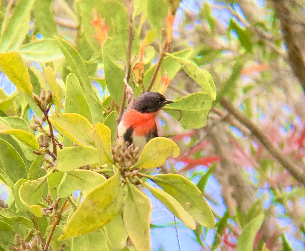 Mistletoebird - ML606492741