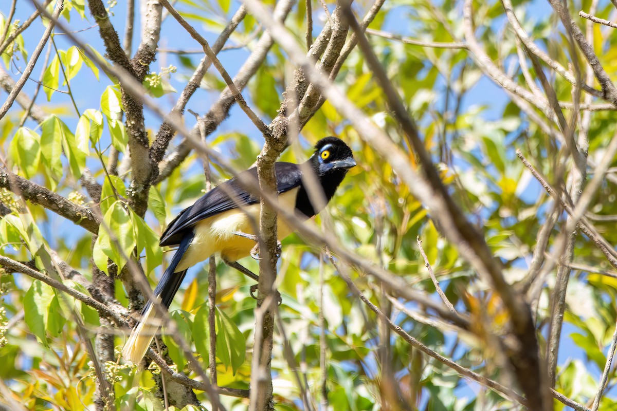 Plush-crested Jay - ML606493891