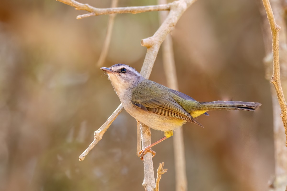 Golden-crowned Warbler - ML606493901