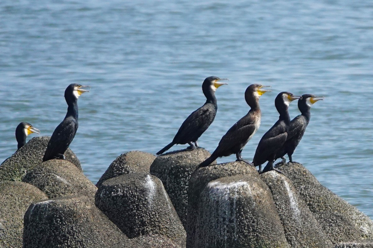 Japanese Cormorant - ML606493951