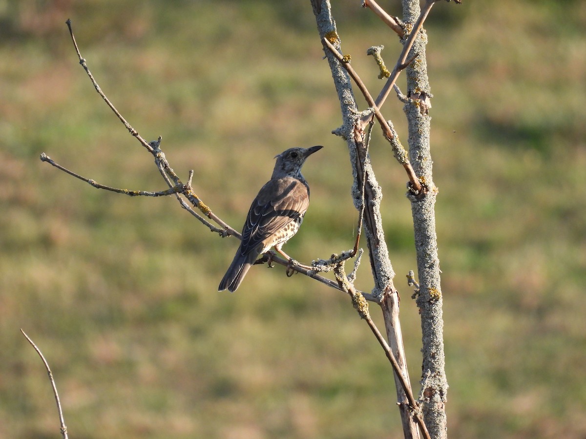 Бужмаг хөөндэй - ML606495771