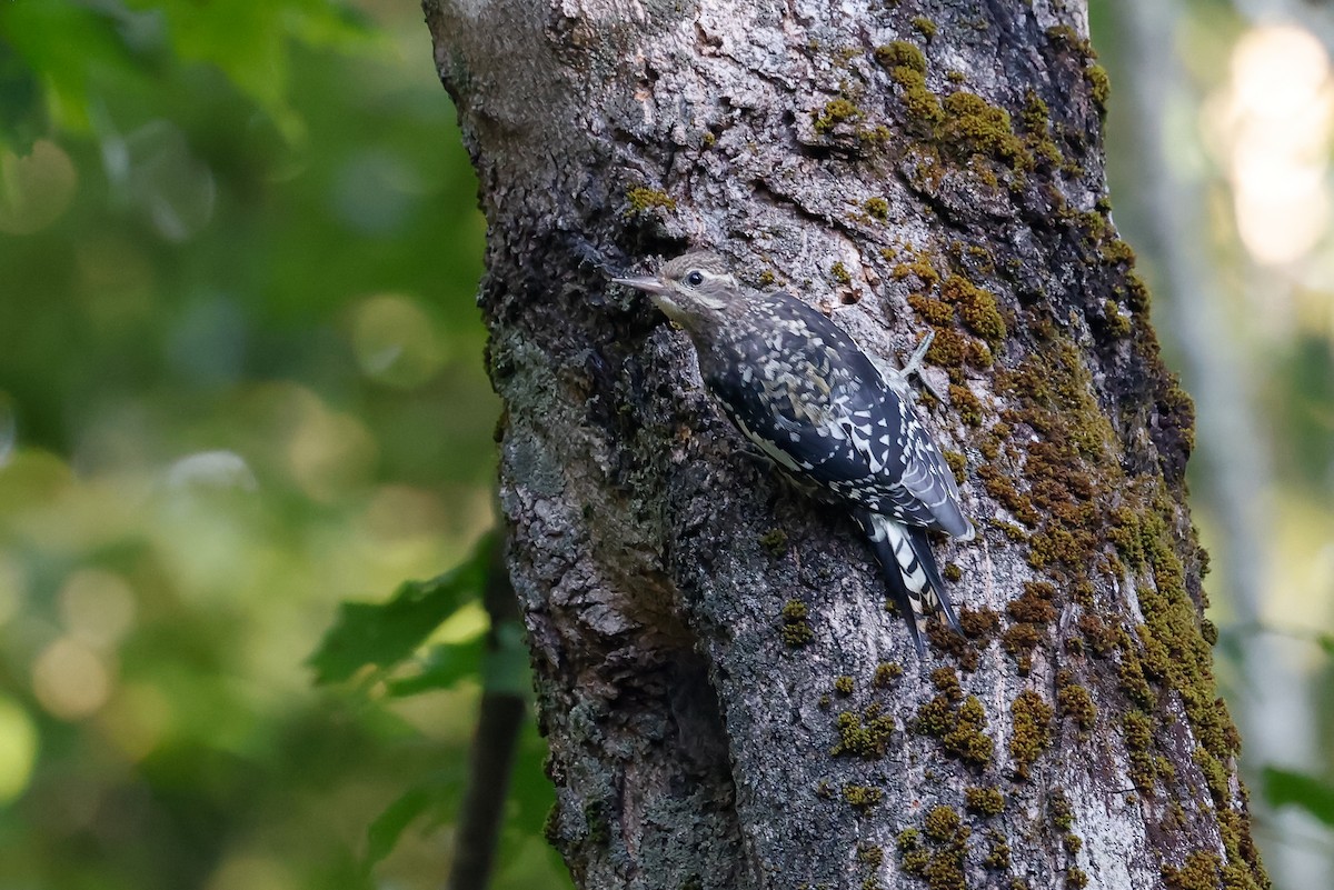 Yellow-bellied Sapsucker - Baxter Beamer