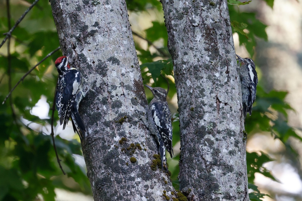 Yellow-bellied Sapsucker - ML606496251