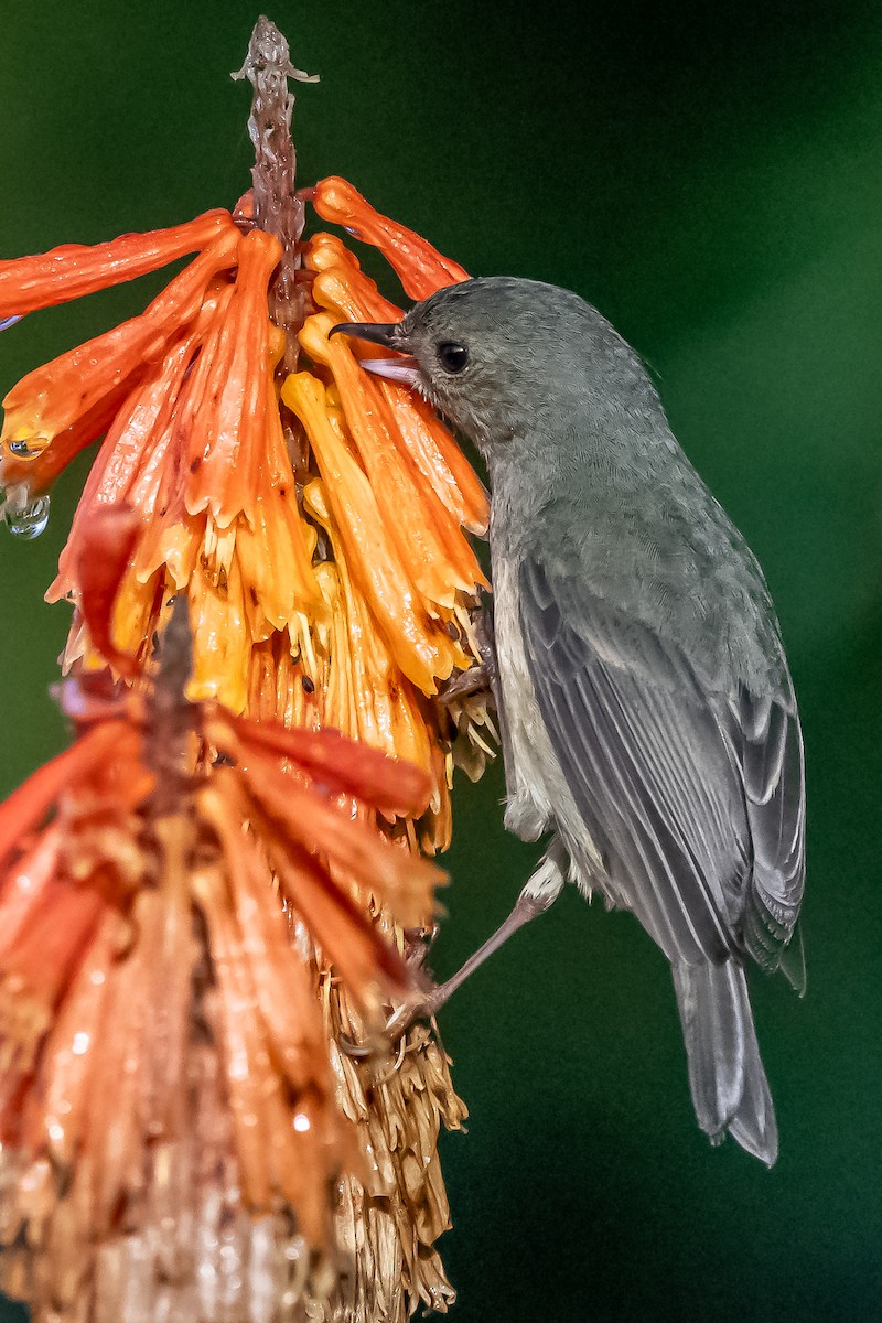 Cinnamon-bellied Flowerpiercer - ML606498311