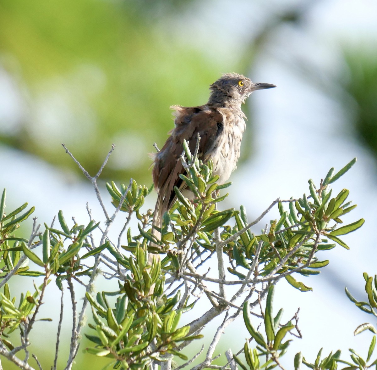 Brown Thrasher - ML606498611