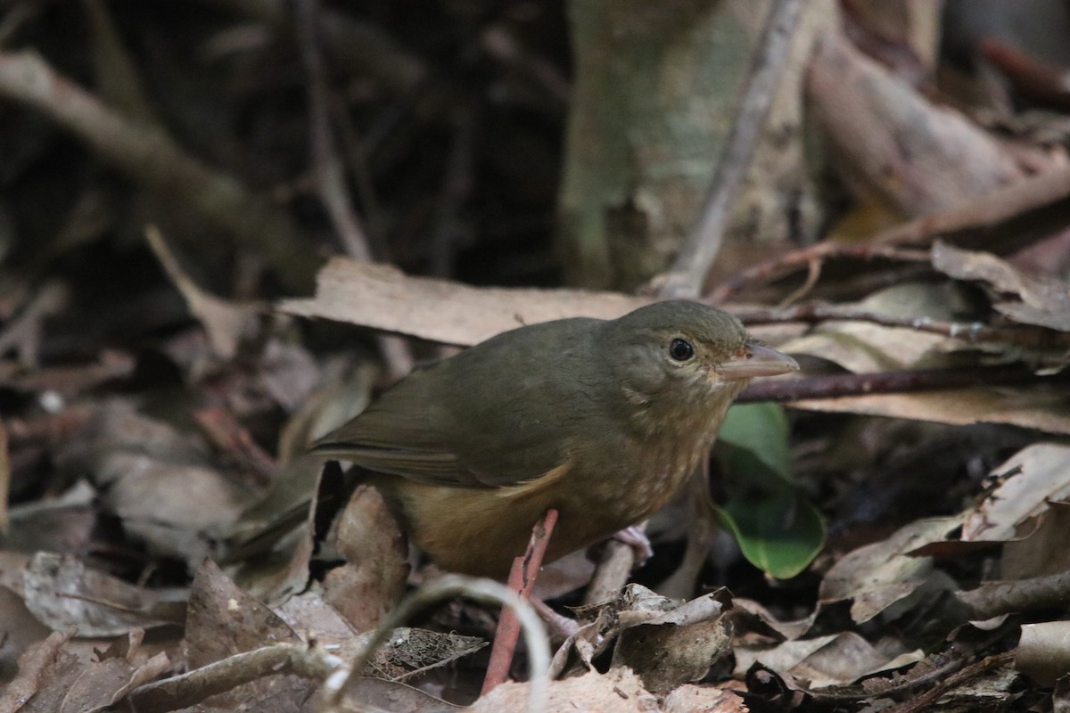 Rufous Shrikethrush - ML606498921