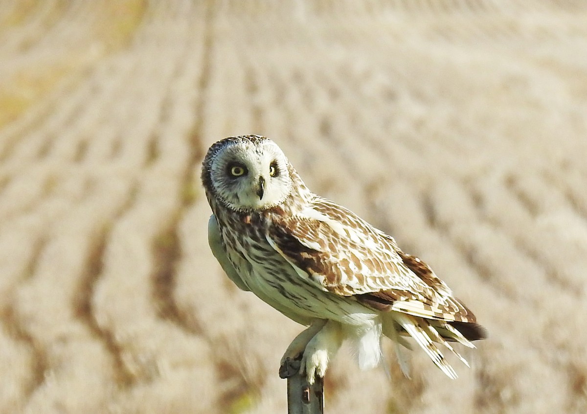Short-eared Owl - ML60649901