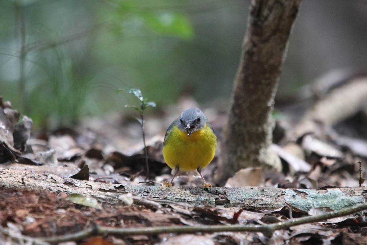 Eastern Yellow Robin - ML606499191