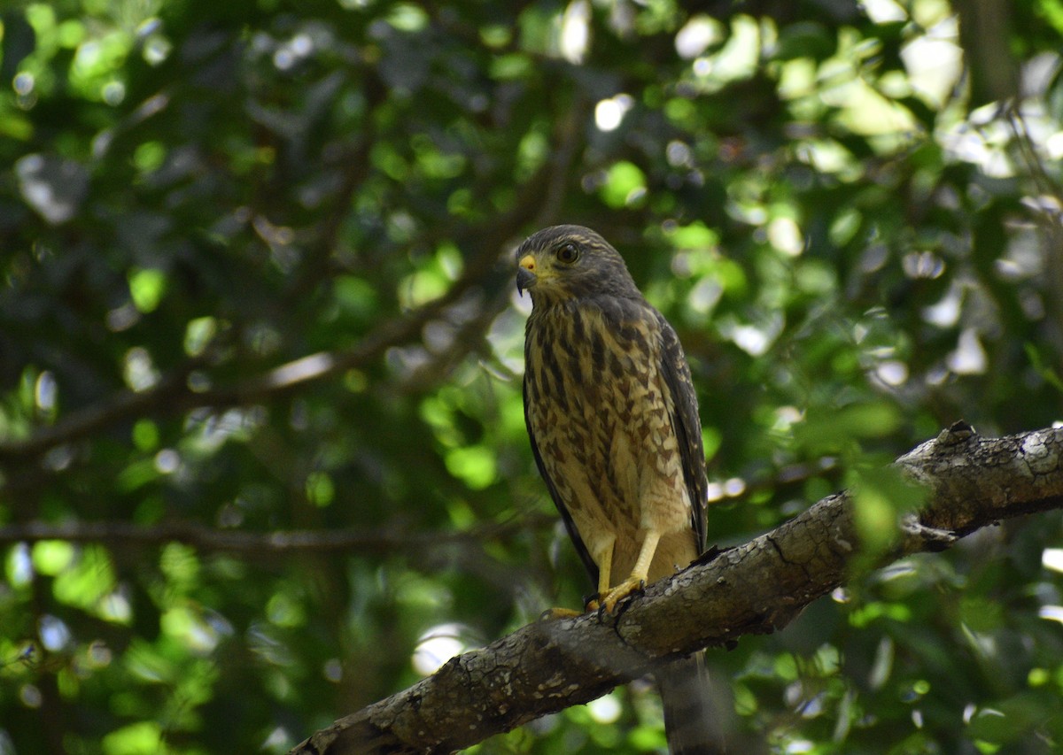 Roadside Hawk - ML606499391