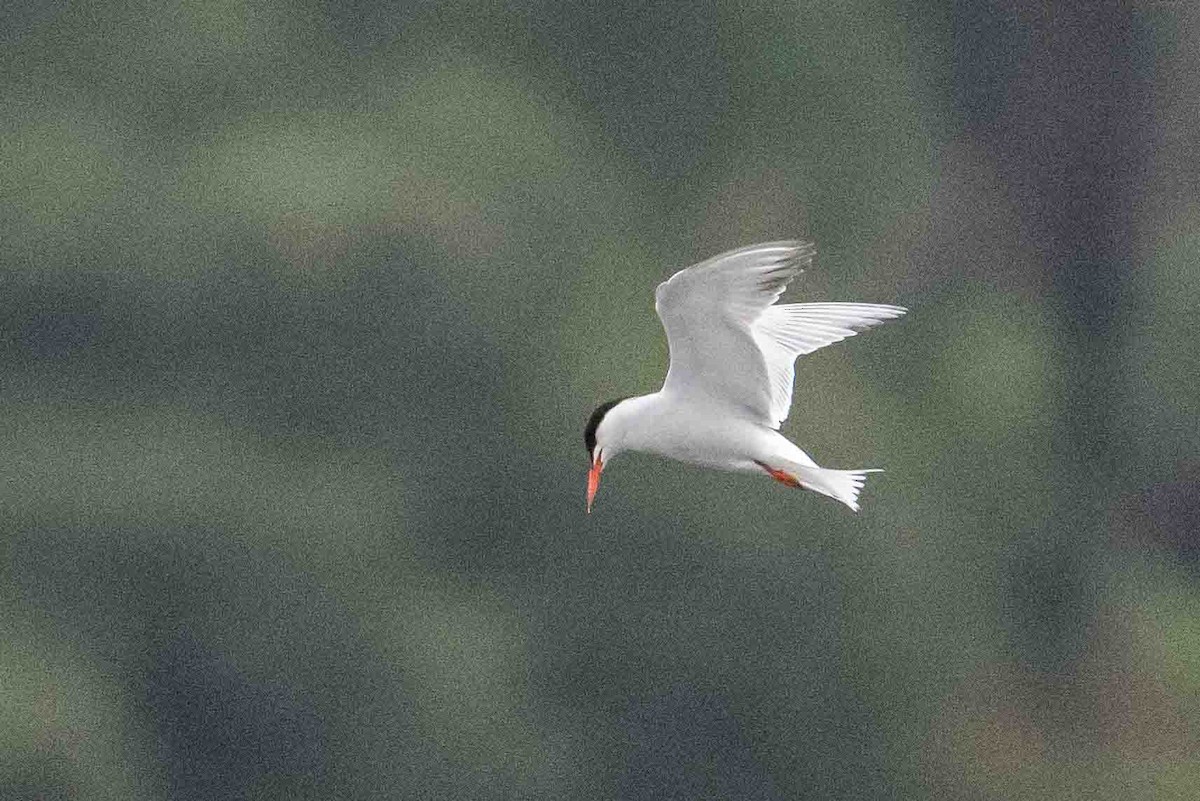 Common Tern - ML606499791