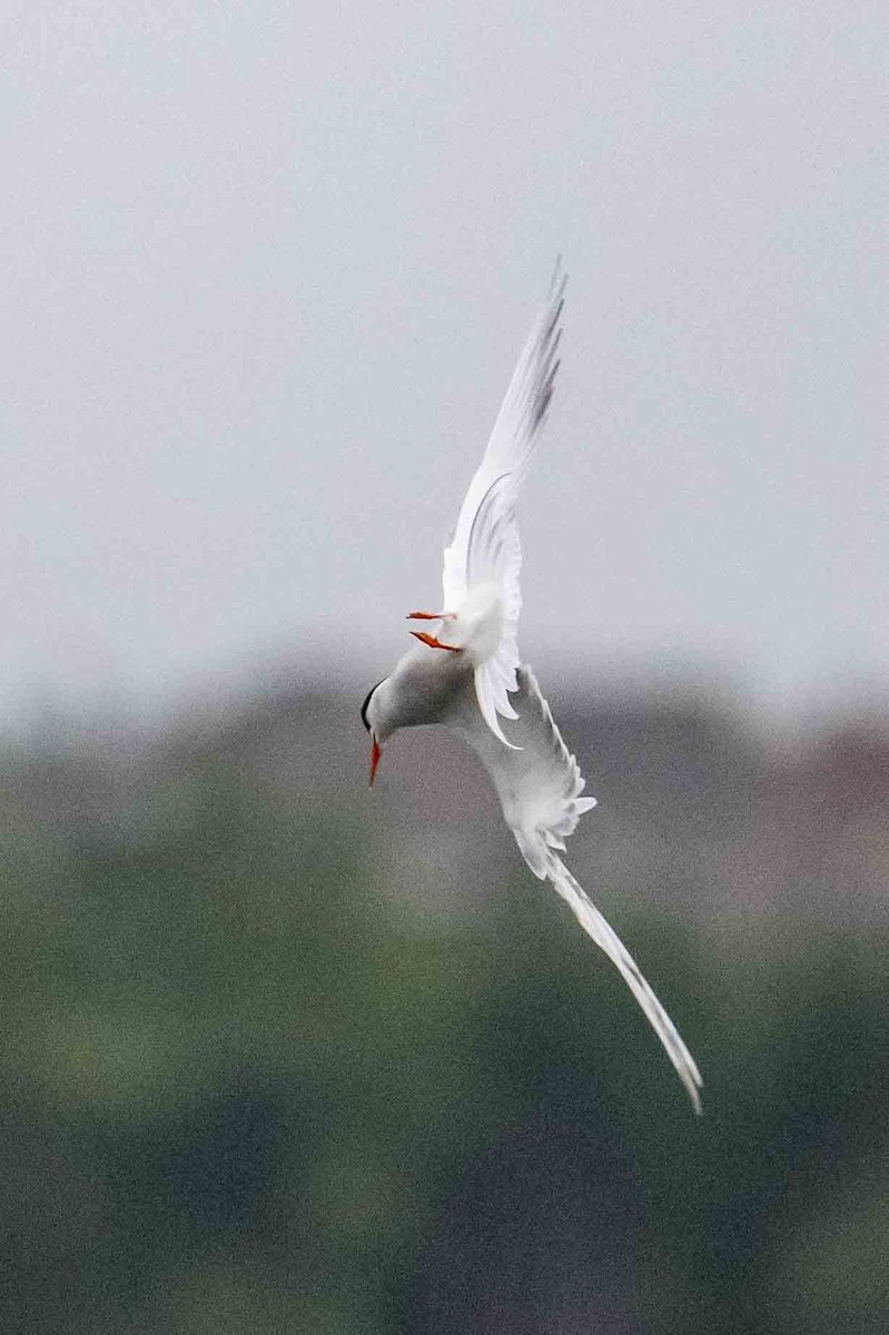 Common Tern - ML606499821