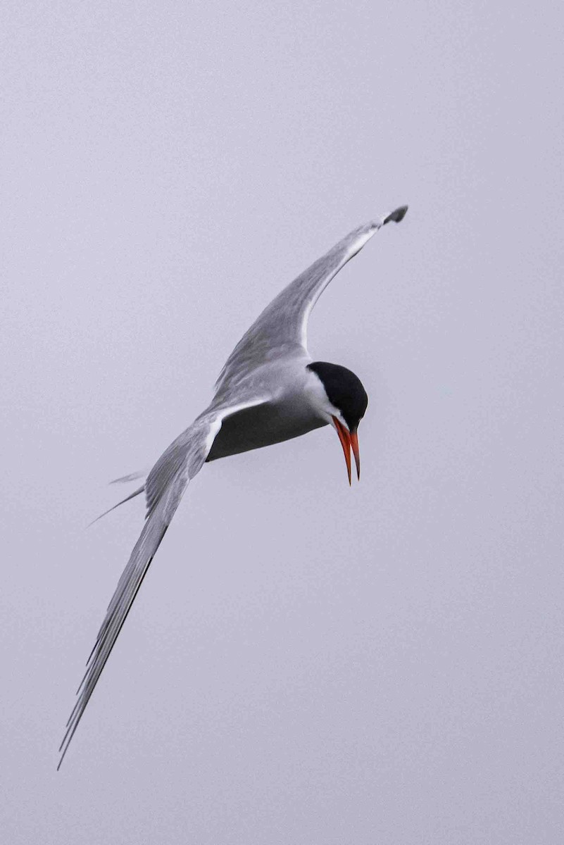 Common Tern - ML606499841