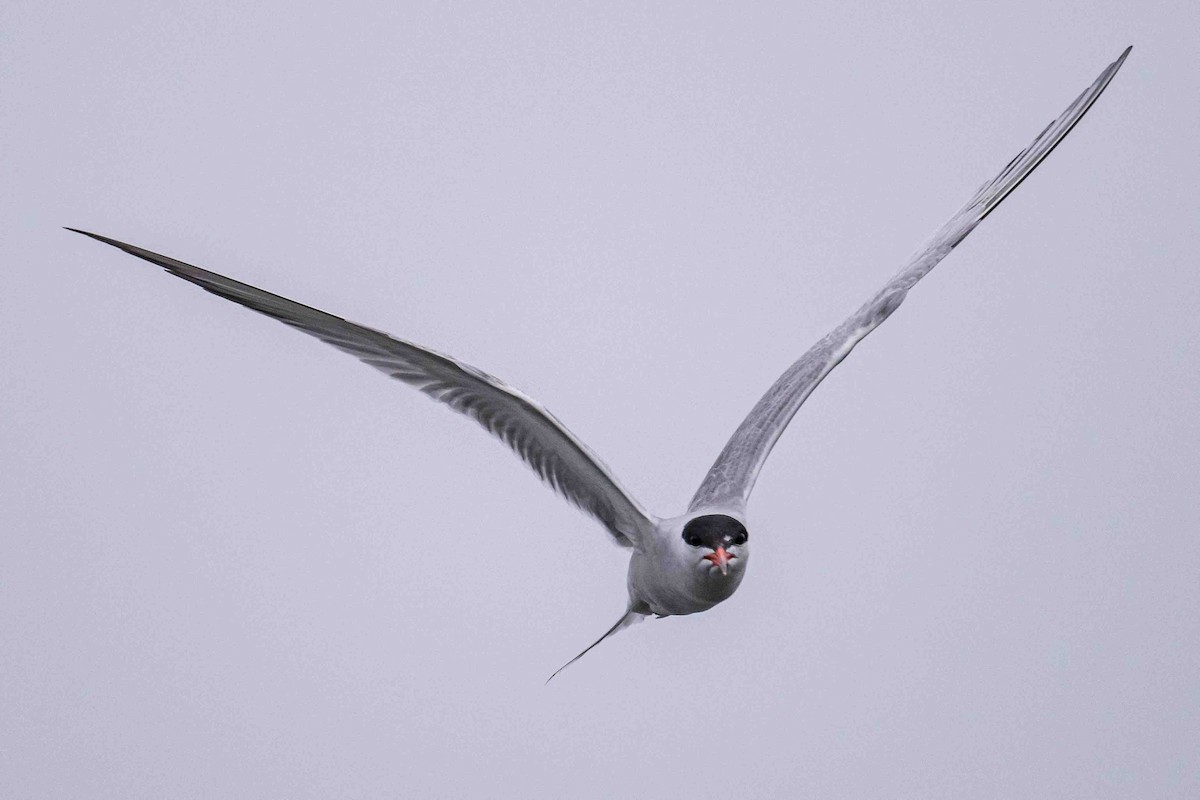 Common Tern - ML606499851