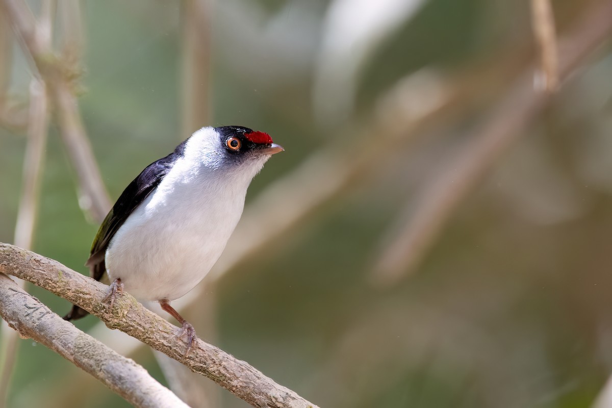 Pin-tailed Manakin - ML606500471