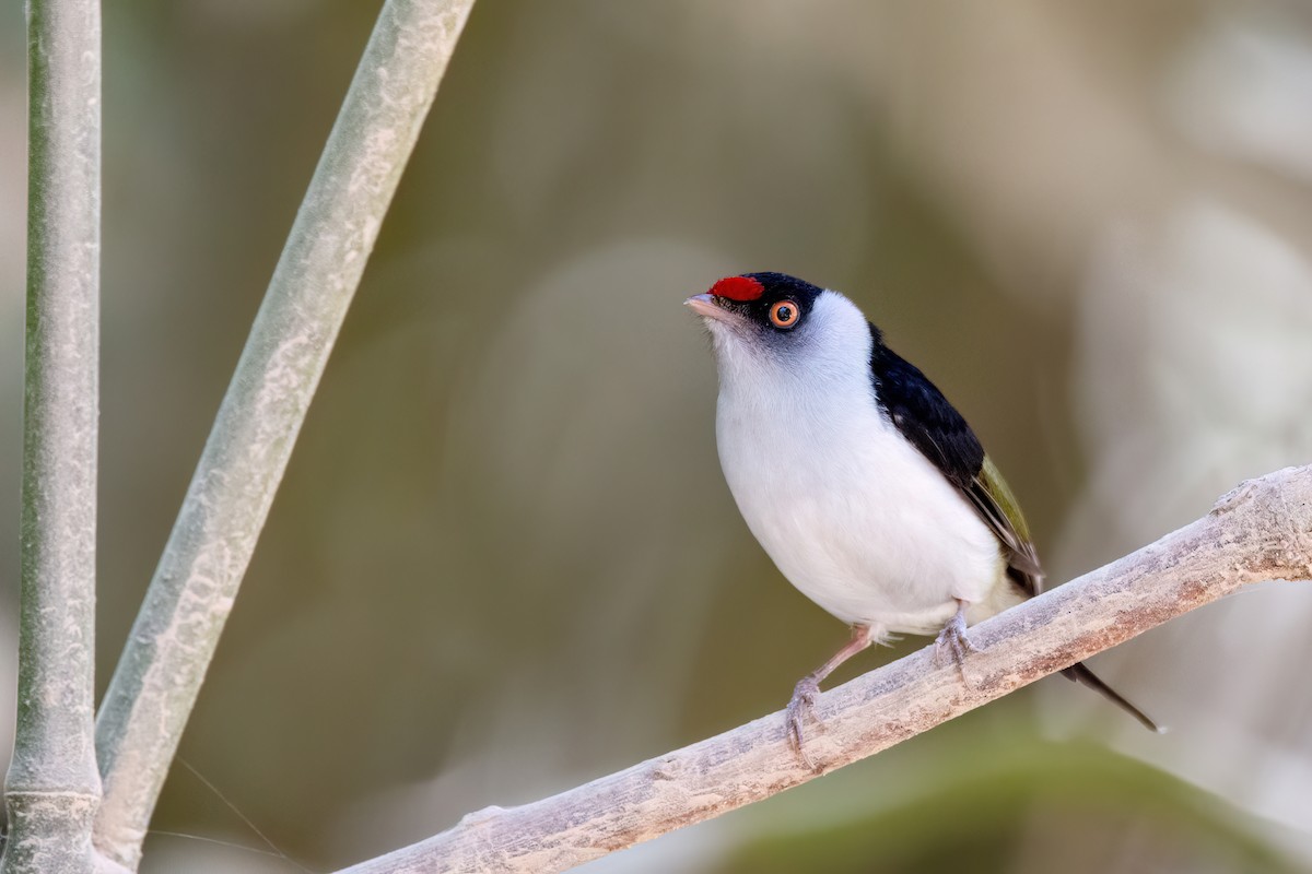 Pin-tailed Manakin - ML606500481