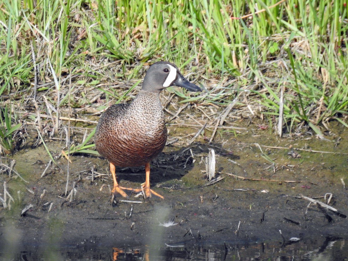 Blue-winged Teal - ML60650051