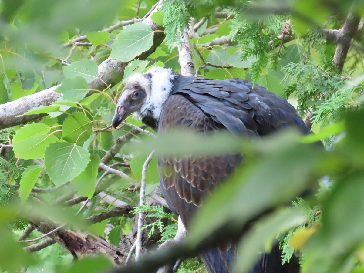 Turkey Vulture - ML606500571