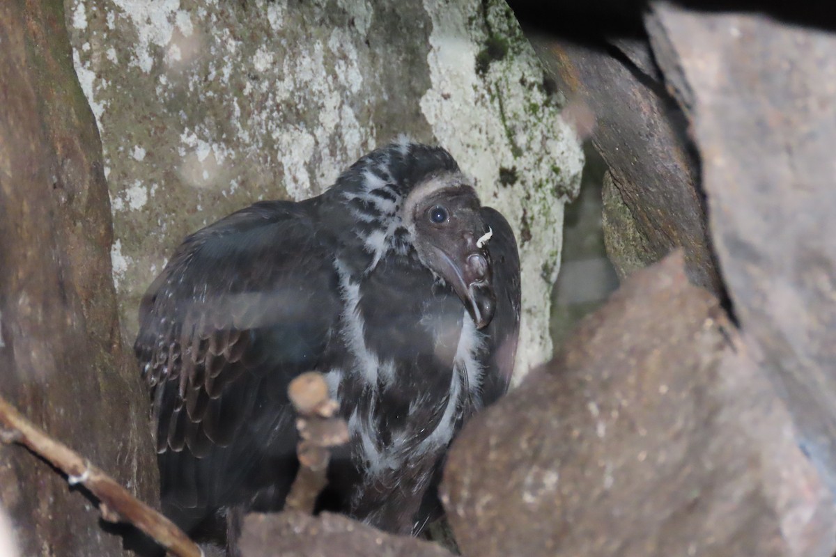 Turkey Vulture - ML606500581