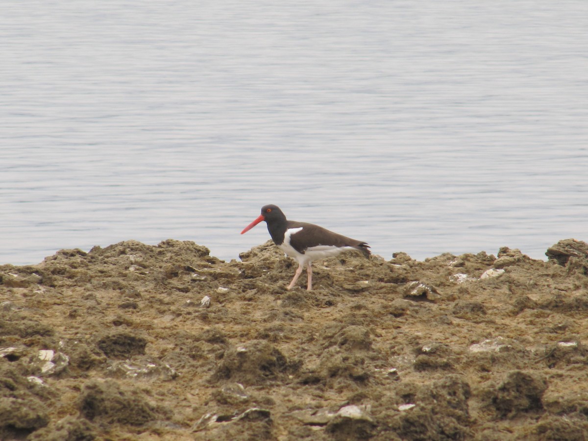 American Oystercatcher - ML606500771