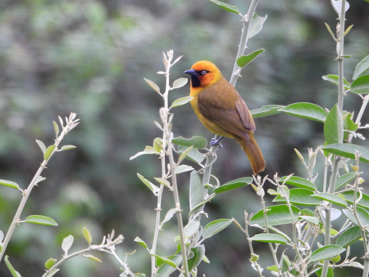 Spectacled Weaver (Black-throated) - bob butler