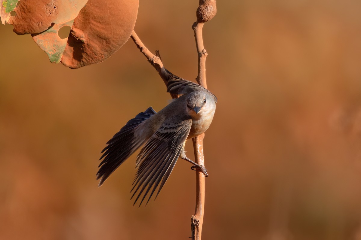 Suiriri Flycatcher - ML606501171