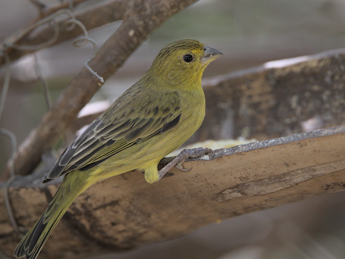 Saffron Finch - ML606501401