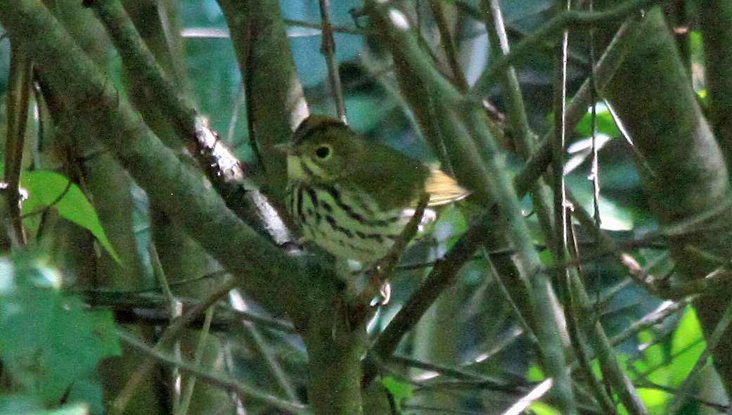 Ovenbird - ML606501911