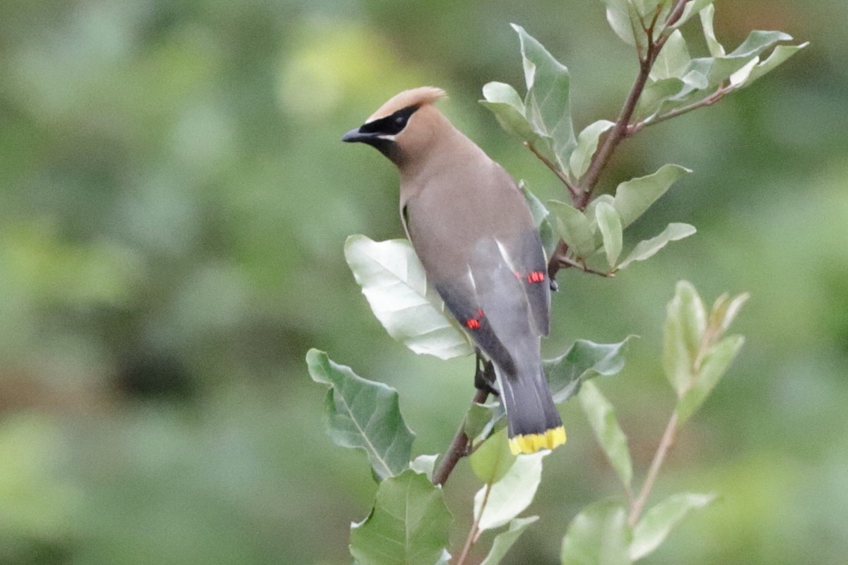 Cedar Waxwing - ML606502191