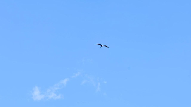 Magnificent Frigatebird - ML606502321