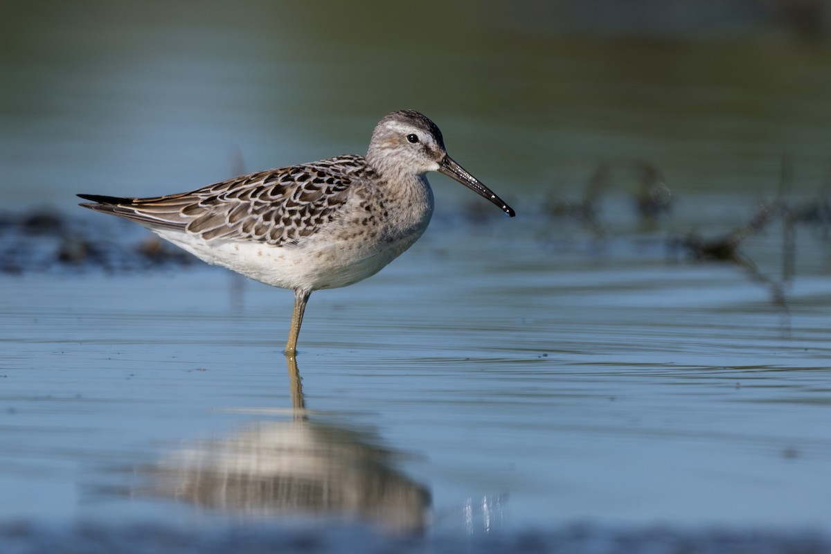 Stilt Sandpiper - Jack Belleghem