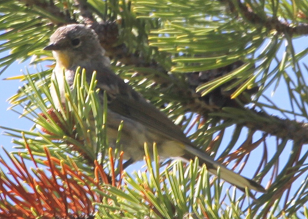 Yellow-rumped Warbler - ML606502771