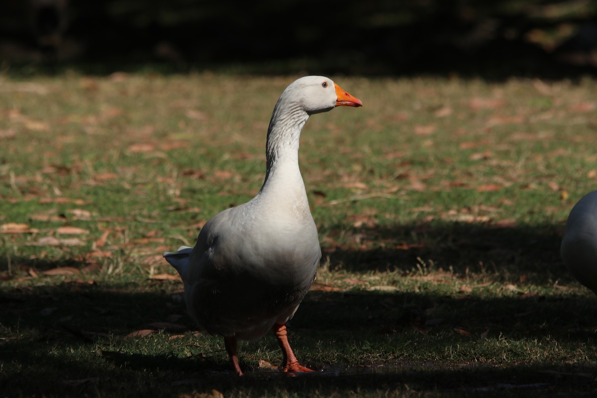 Domestic goose sp. (Domestic type) - ML606502801
