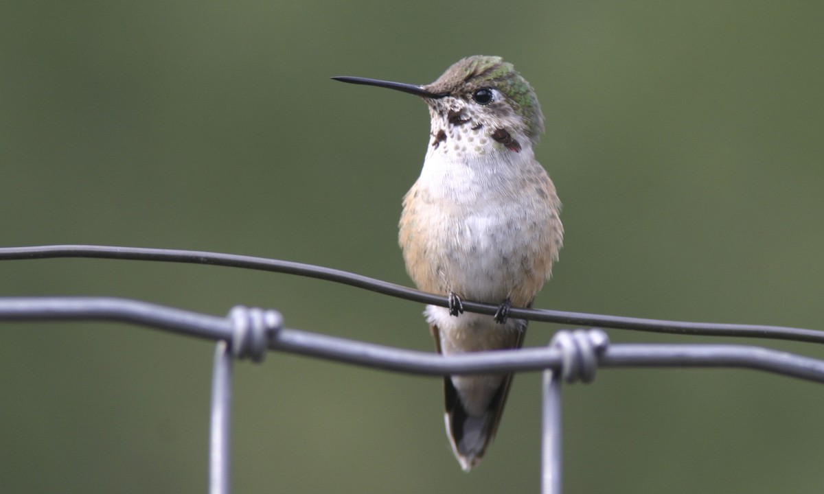 Broad-tailed Hummingbird - ML60650291