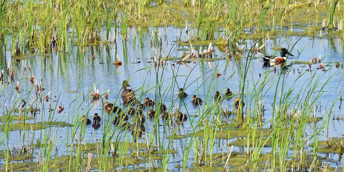 Northern Shoveler - ML60650311