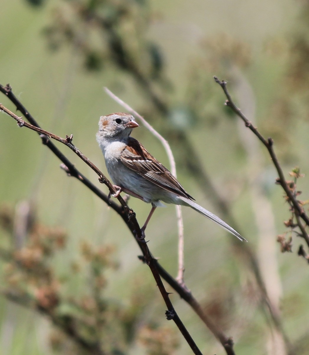 Field Sparrow - ML60650351