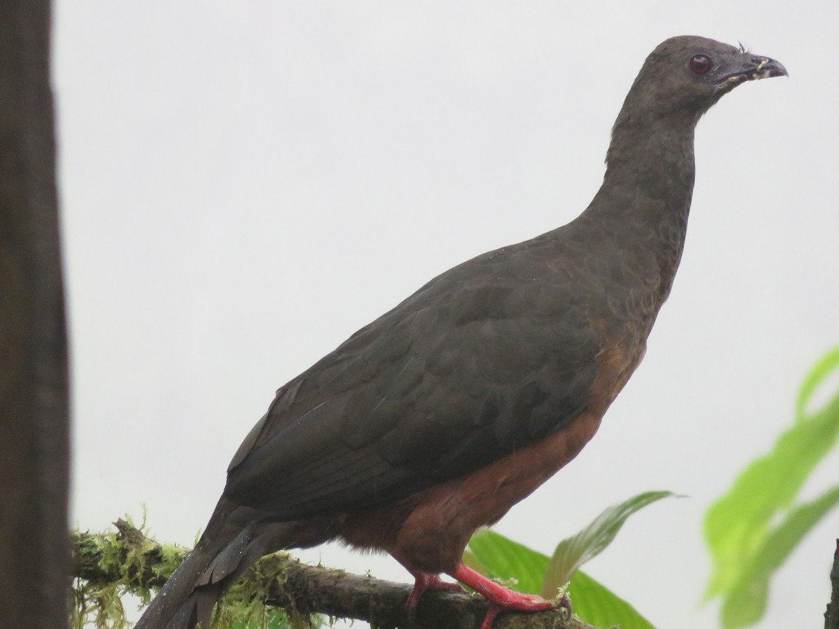Sickle-winged Guan - ML606503601