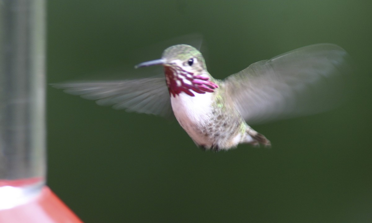 Calliope Hummingbird - ML60650411