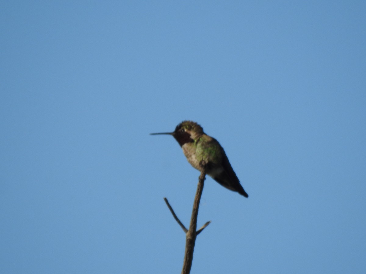 Anna's Hummingbird - ML606505751