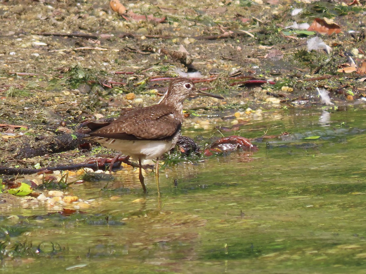 Solitary Sandpiper - ML606507051