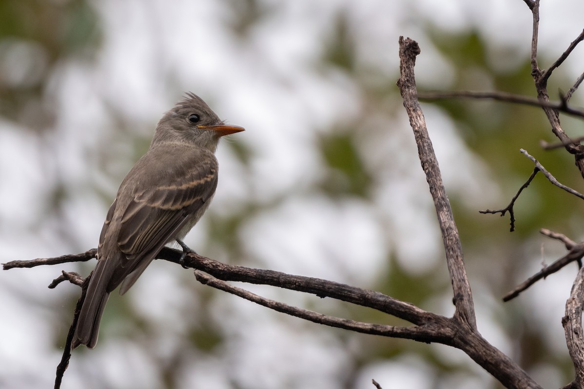 Greater Pewee - Henrey Deese