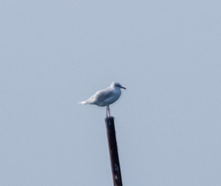 Mediterranean Gull - ML606507861