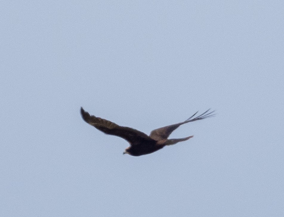 Western Marsh Harrier - ML606507971