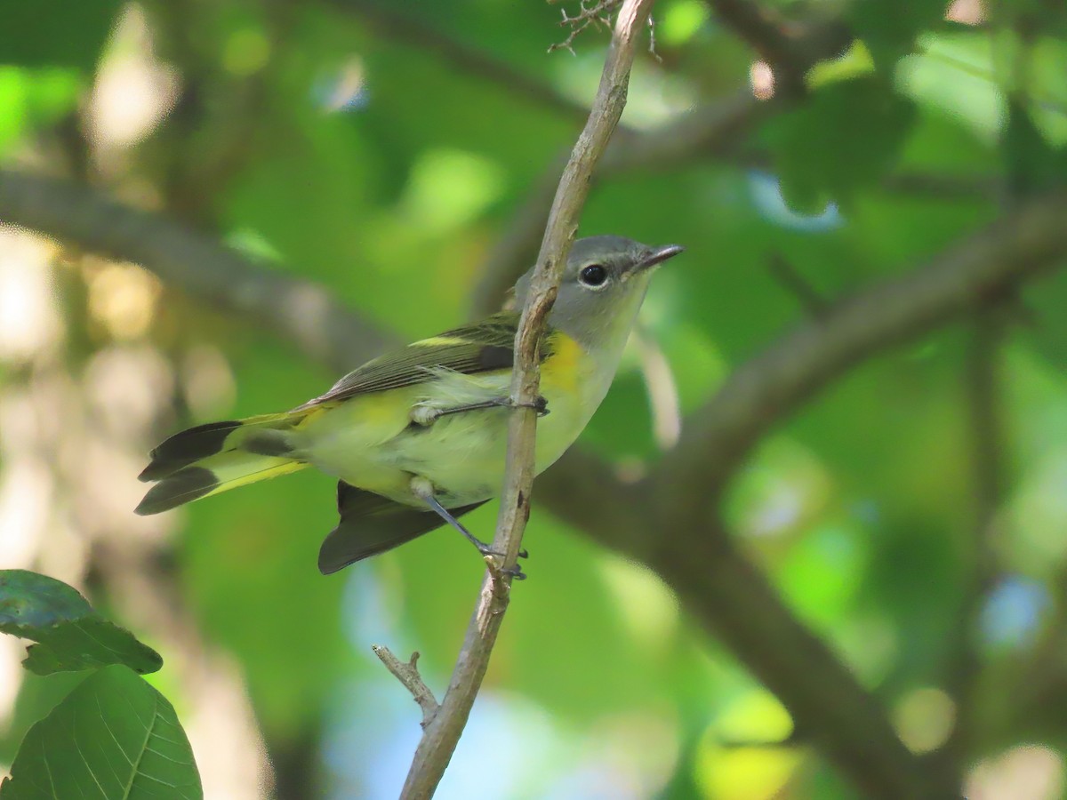 American Redstart - ML606508381