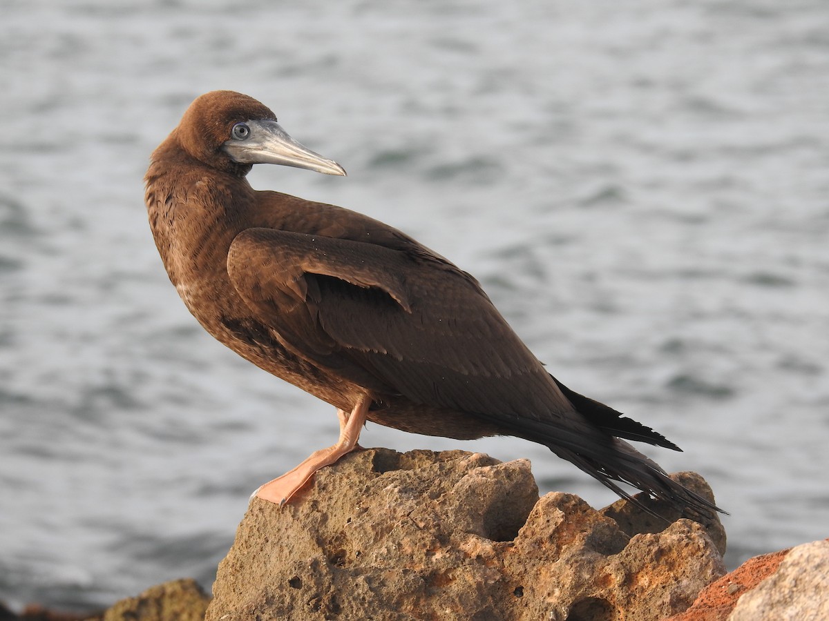 Brown Booby - ML606508501