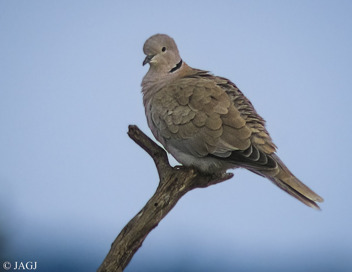 Eurasian Collared-Dove - ML606508881