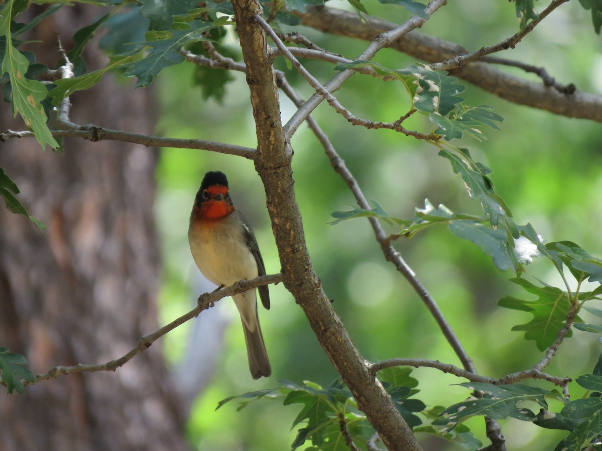 Red-faced Warbler - ML606510661