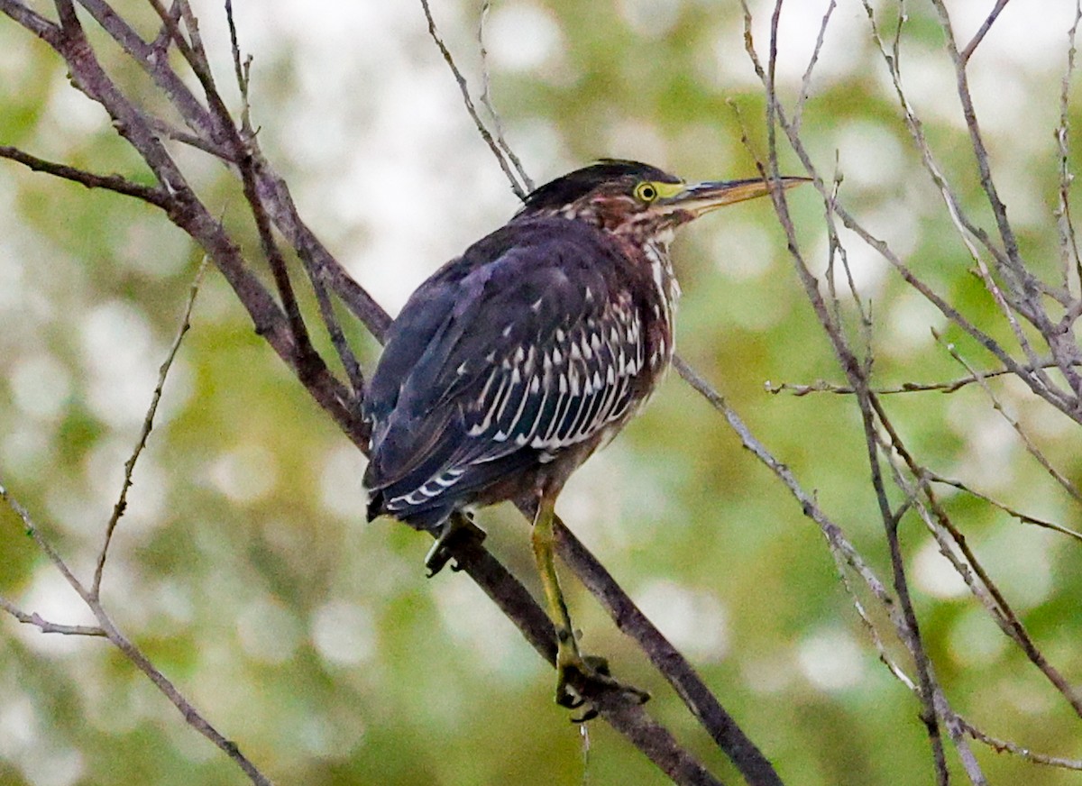 Green Heron - ML606511881