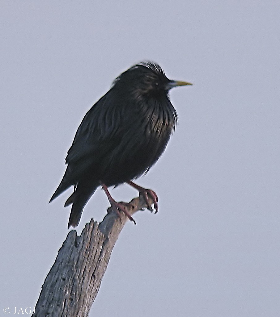 Spotless Starling - ML606511941