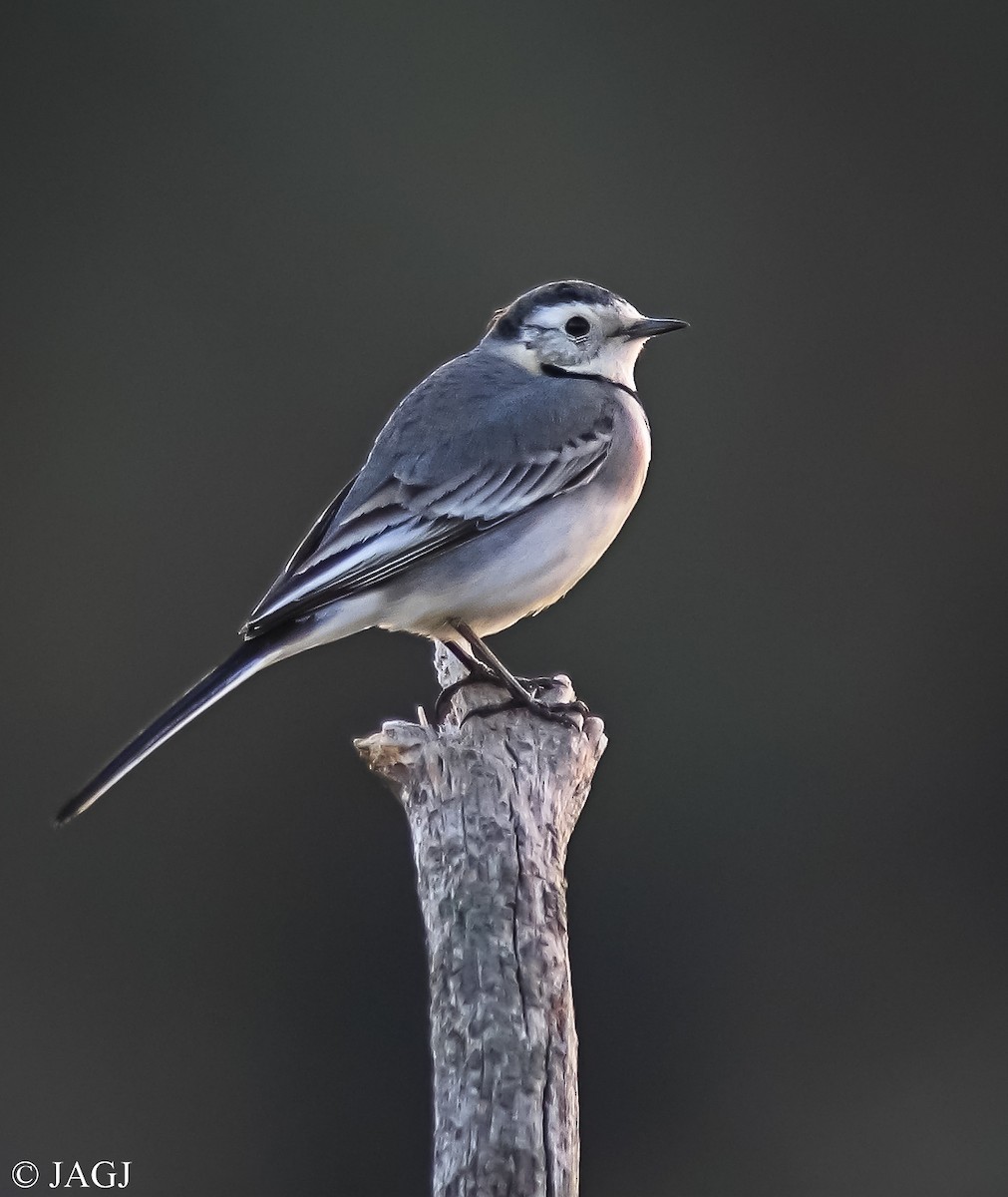 White Wagtail - ML606511951